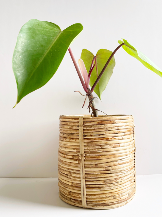 Coiled Cane Planter/ Storage ︳Medium