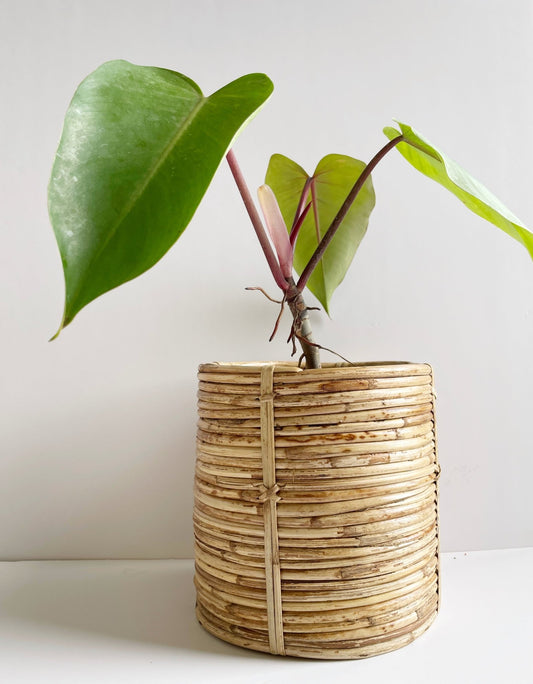 Coiled Cane Planter/ Storage ︳Medium